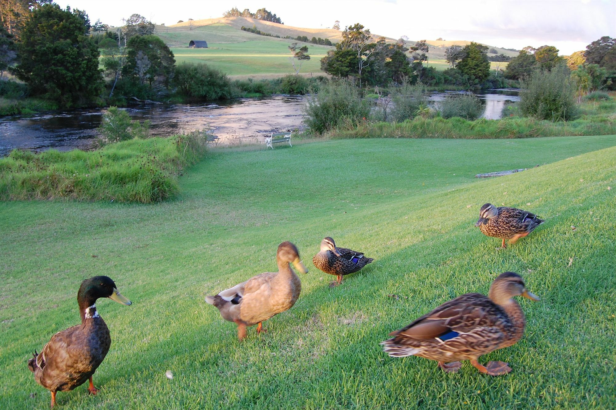 Te Awa Lodge Paihia Eksteriør bilde